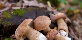 Les Bienfaits des Champignons pour la Santé Cèpes sauvages frais poussant sur une souche moussue en forêt, champignons comestibles dans leur habitat naturel avec leurs chapeaux bruns caractéristiques et leurs pieds blancs, illustration parfaite de la cueillette des champignons en milieu forestier