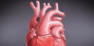 Myocardite – Symptômes, Causes et Traitement Illustration médicale détaillée d'un cœur humain anatomique montrant le muscle cardiaque (myocarde), les artères coronaires et les principaux vaisseaux sanguins sur un fond gris foncé. Cette image illustre la structure du cœur qui peut être affectée par la myocardite.