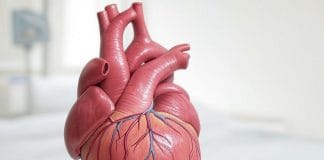 Palpitations cardiaques – Symptômes, causes et traitement Modèle anatomique détaillé du cœur humain montrant les artères coronaires et la structure musculaire externe