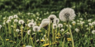 Bienfaits du pissenlit : Nutrition, antioxydants et inflammation Pissenlits en graines avec leurs aigrettes blanches et duveteuses dans un champ vert, illustrant la plante médicinale et ses propriétés naturelles pour la santé