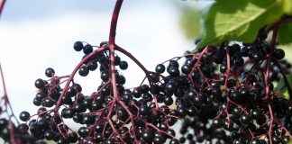 Les avantages et inconvénients du sureau Grappes de baies de sureau noir mûres suspendues à des branches rouges sur un arbre, entourées de feuilles vertes, sous un ciel bleu clair, représentant la plante médicinale et ses bienfaits pour la santé.