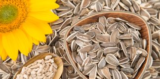 Les Graines de Tournesol Sont-Elles Bonnes pour Vous? Graines de tournesol dans un bol en bois, graines décortiquées dans une cuillère et fleur de tournesol jaune