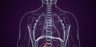 Vésicule biliaire : fonctions essentielles et problèmes courants Illustration anatomique en 3D montrant la vésicule biliaire et le pancréas en orange dans un corps humain transparent sur fond violet foncé