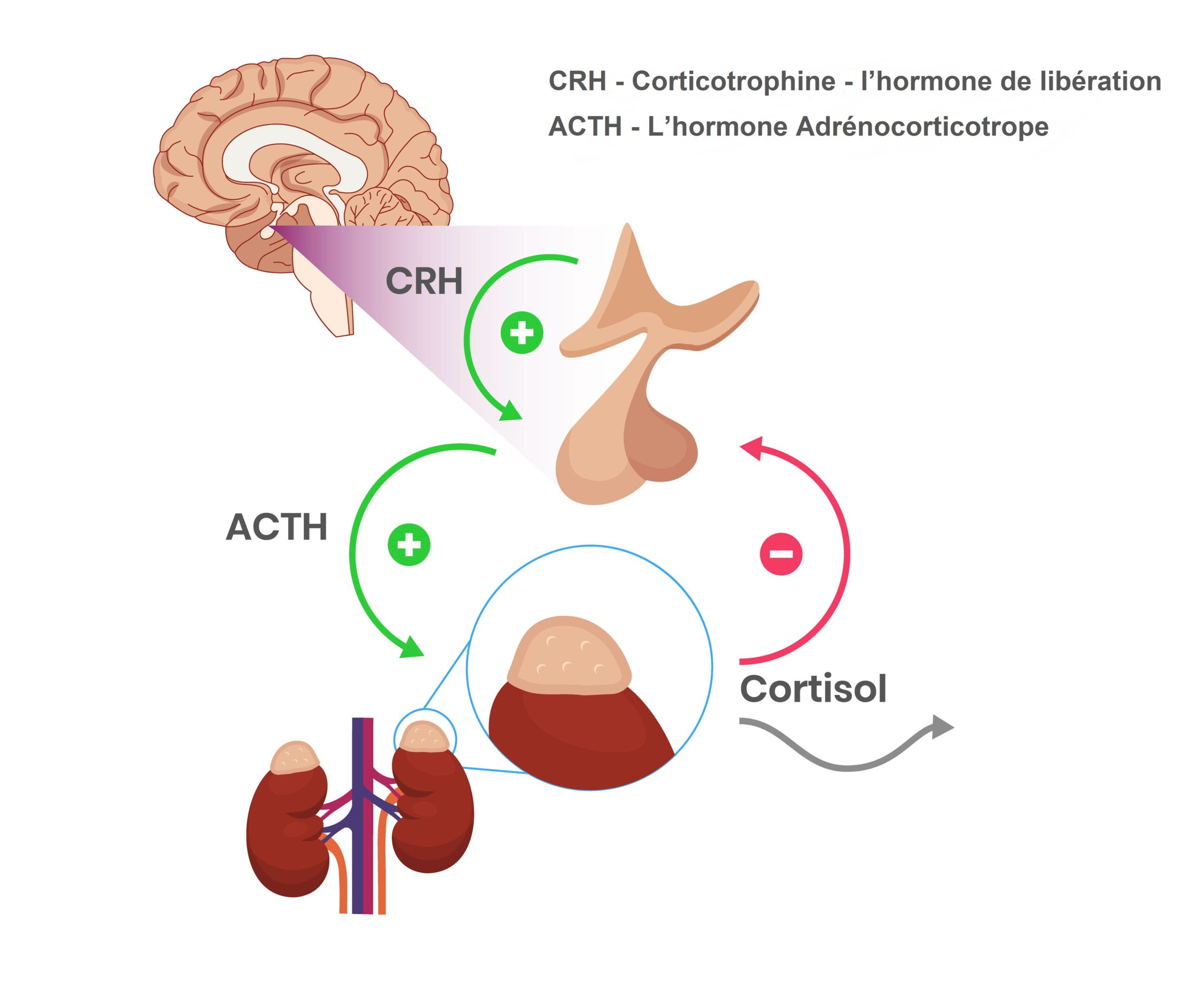 Symptômes et Causes du Cortisol Élevé : Quand Consulter un Médecin Illustration montrant la régulation du cortisol : l’hypothalamus libère la CRH, qui stimule l’hypophyse à produire de l’ACTH, activant les glandes surrénales pour libérer du cortisol, avec un mécanisme de rétroaction négative.